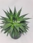 алое Аристата, снимка 2