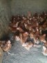 продавам кокошки носачки за яйца , снимка 1 - Кокошки и пуйки - 42998826