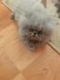 Персийски котенца, снимка 3