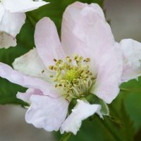   Къпина Блек Сатин -Rubus Fruticosus Black Satin, снимка 3 - Разсади - 43331002