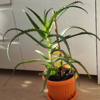 Лечебно Алое (Aloe Arborescens) над 3г., снимка 6 - Стайни растения - 34545609