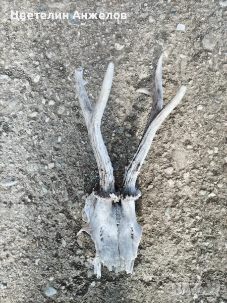 Рога за декорация , снимка 1