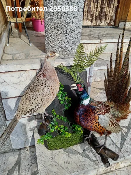 Препарирани фазани, снимка 1