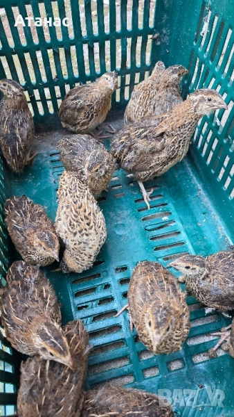 Пъдпъдъци и оплодени пъдпъдъчи яйца, снимка 1