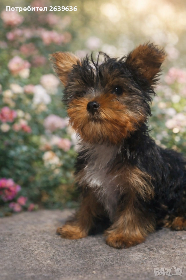 Мини йорки женско 2 месеца, снимка 1