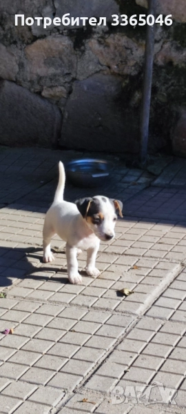 Джак Ръсел бебе, снимка 1