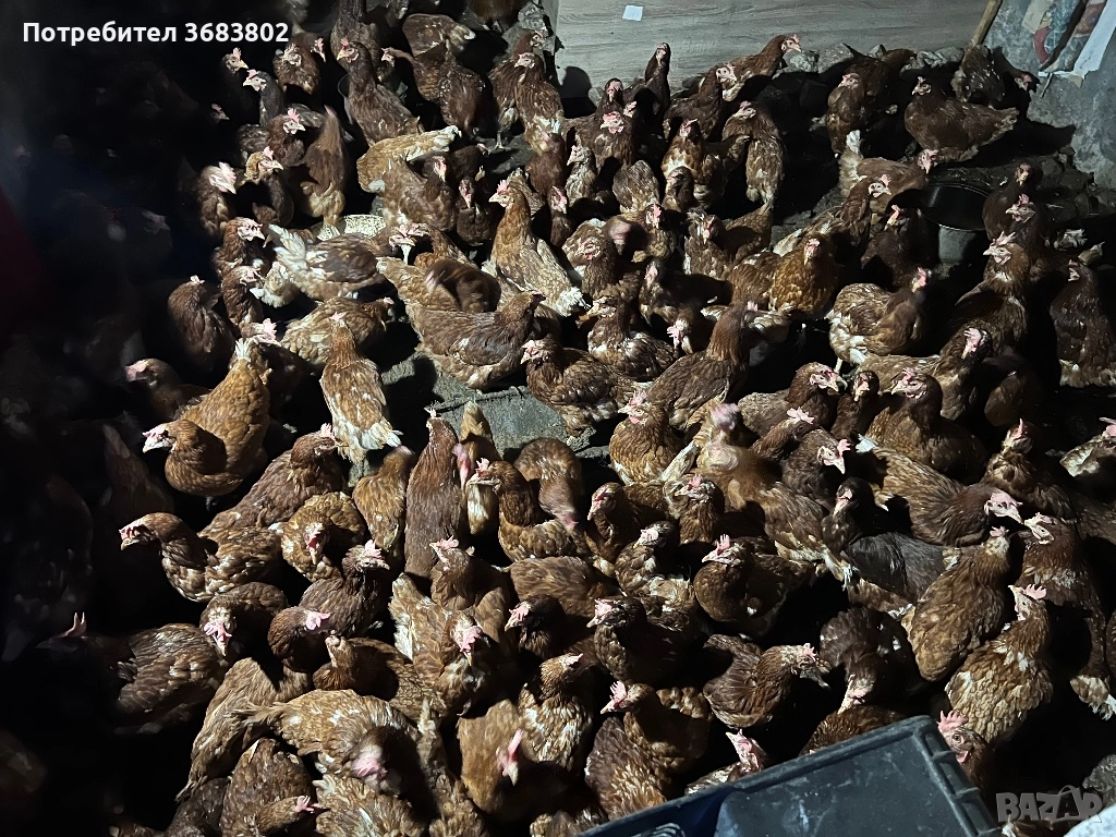 Кокошки носачки , снимка 1