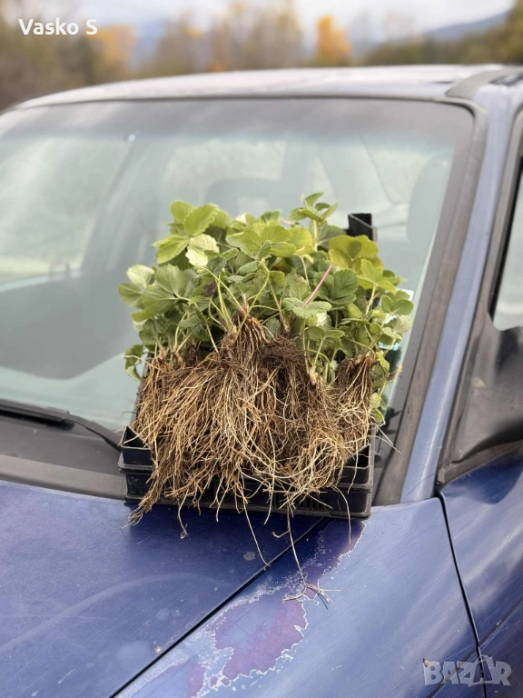 Здрови и качествени разсади 2025г, снимка 1