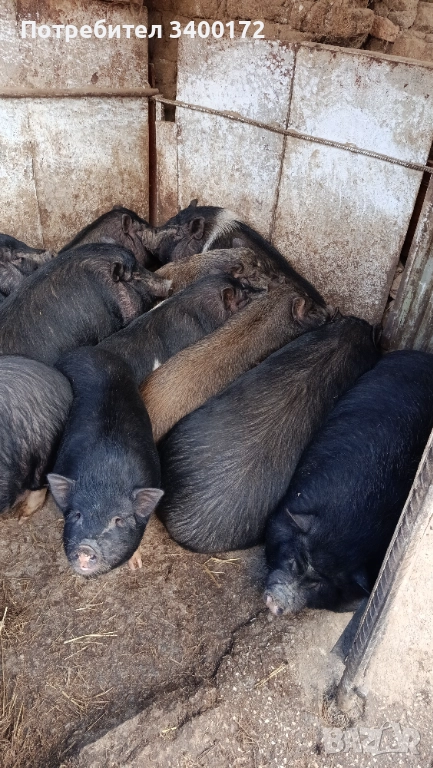 Виетнамски прасета 🐷🐷🐷, снимка 1