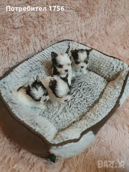 Бивер-йоркширски териер, снимка 1