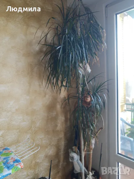 Палма,Драцена,голяма,многогодишна,Прекрасна,Уникална, снимка 1