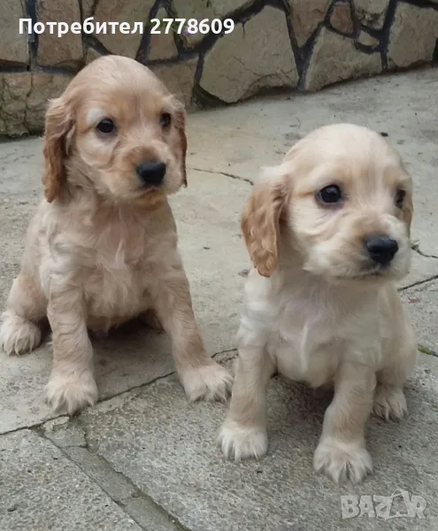 Английски кокер шпаньол, снимка 1