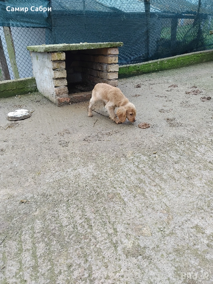 Продавам Кокер Шпаньол, снимка 1