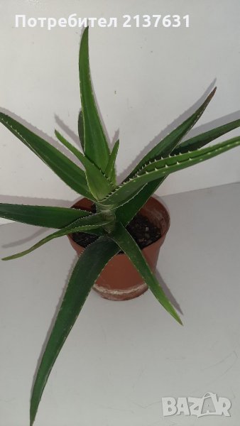 Продавам АЛОЕ ВЕРА , снимка 1