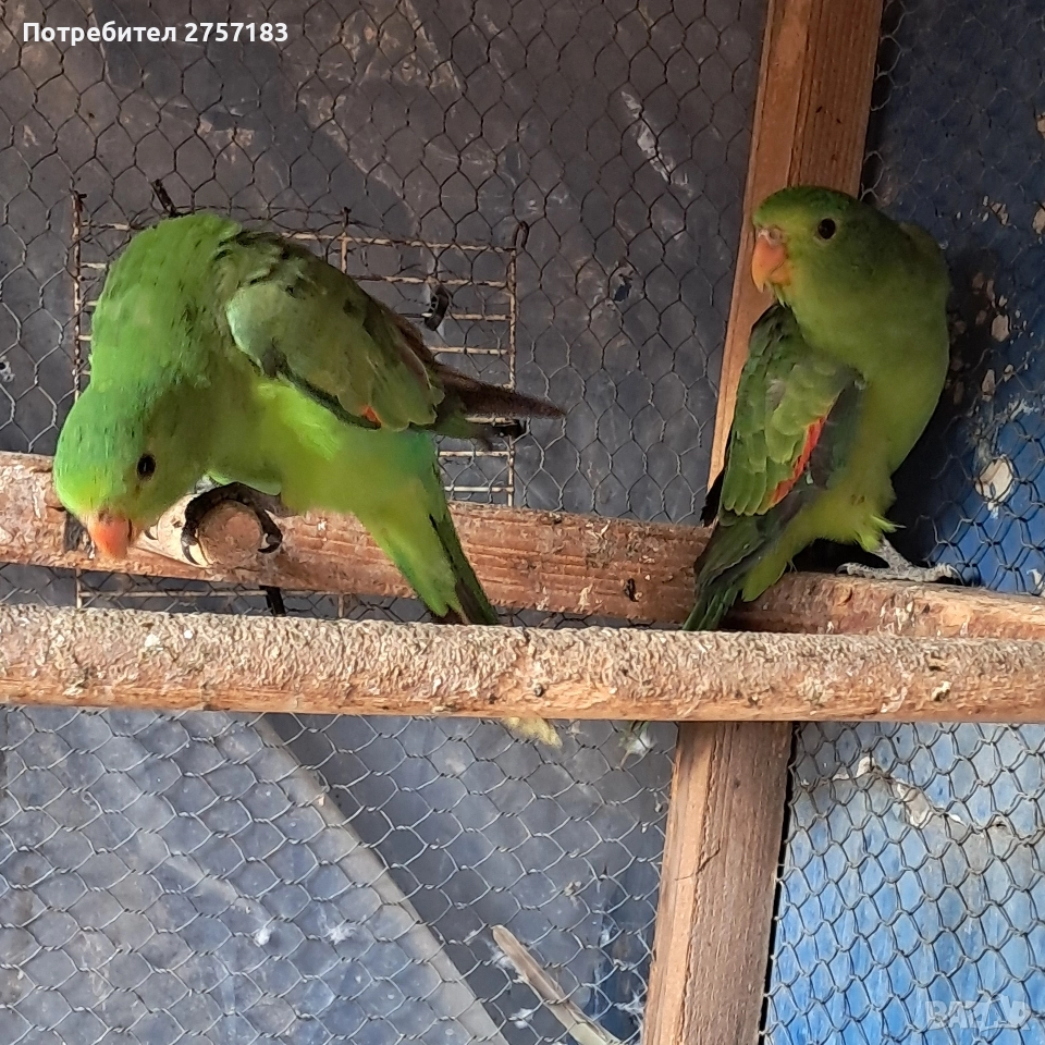 продавам папагали чифт червнокрили папагали, снимка 1