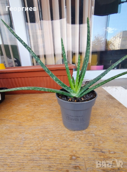 Алое Вера - лечебно в саксия. 10лв., снимка 1