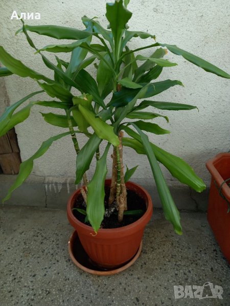 Драцена с 10 стебла, снимка 1