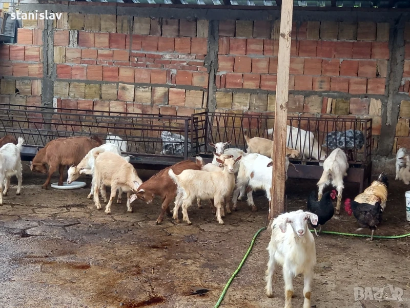 продавам ярета 12 лв , снимка 1