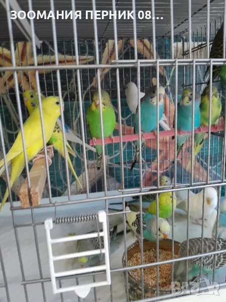 вълнисти папагали , снимка 1