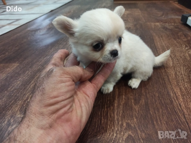 Продавам мъжки и женски чихуахуа , снимка 3 - Чихуахуа - 53564809