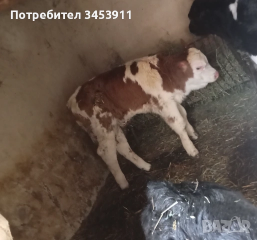 Мъжки месодаен симентал