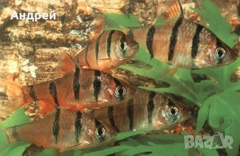 Барбус Пентазона, снимка 2 - Рибки - 50719406