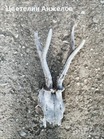 Рога за декорация 