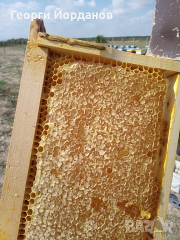 100% чист мед, снимка 7 - Пчелни продукти - 37349972