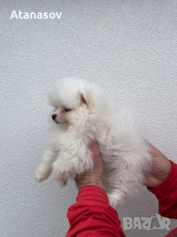 Померан Померанче, снимка 2 - Померан - 53090726