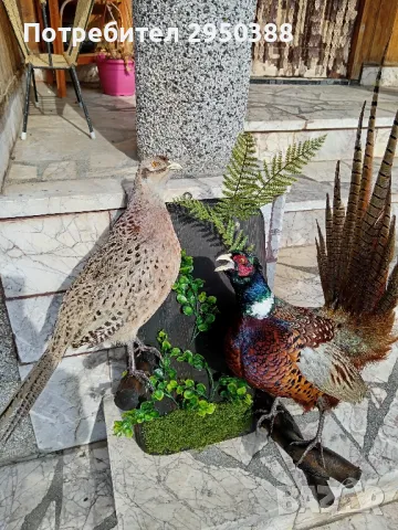 Препарирани фазани