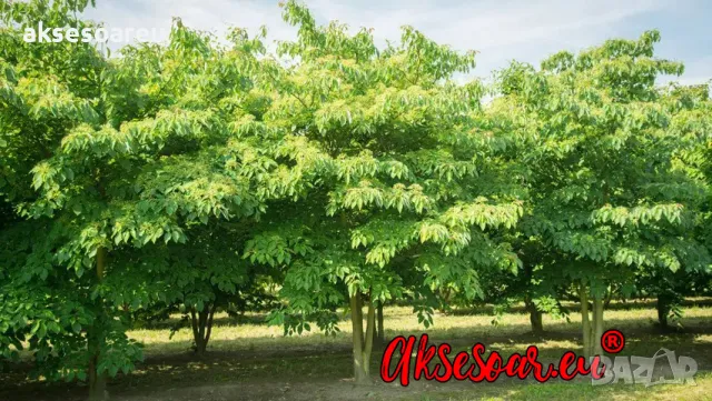 Продавам 400 висококачествени семена от медоносното дърво на пчеларя Еводия Даниели и разсад дръвчет, снимка 4 - Сортови семена и луковици - 49258651