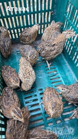 Пъдпъдъци и оплодени пъдпъдъчи яйца