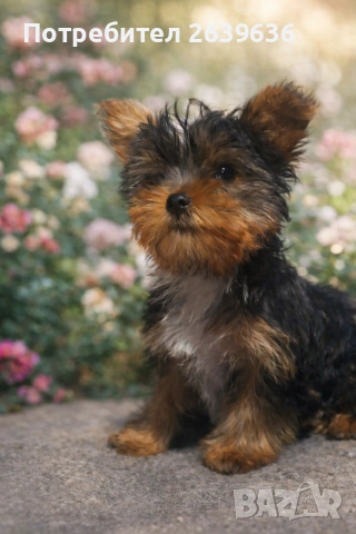 Мини йорки женско 2 месеца