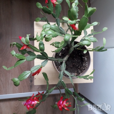 Коледниче/великденче , снимка 3 - Стайни растения - 51487420