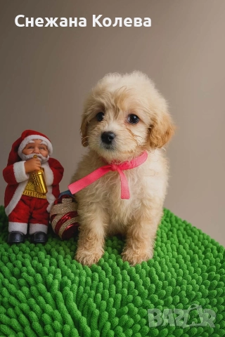 Кученца от порода Помапу , снимка 3 - Други - 52854678