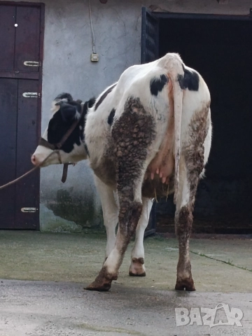 Продавам бременни юници , снимка 16 - Крави - 52893451