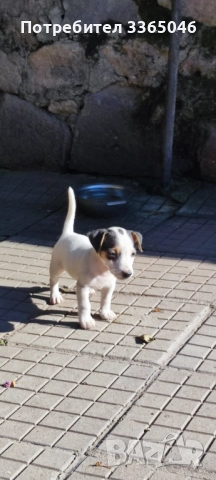 Джак Ръсел бебе, снимка 1