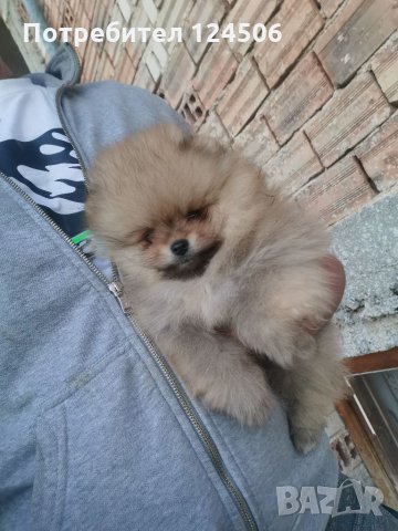 Померан, померанчета, снимка 10 - Померан - 35049070