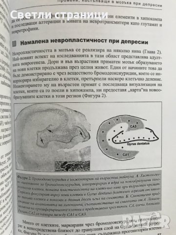 Нелинейност и невропластичност в психиатрията Георги И. Попов, Антон Б. Тончев, снимка 4 - Специализирана литература - 38723930