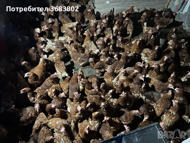 Кокошки носачки 