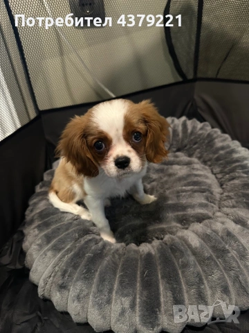 Кавалер кинг чарлз шпаньол