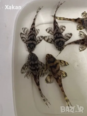 L 236 SW и SY 6.5-7см, снимка 3 - Рибки - 50275511