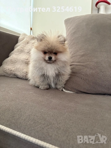 померан чистокръвен , снимка 2 - Померан - 53407980