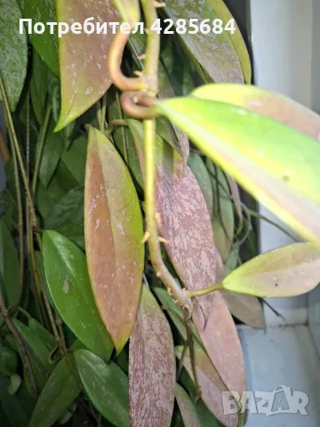 хоя пубикалукс /пепел от рози тъмна /, снимка 9 - Стайни растения - 50045816