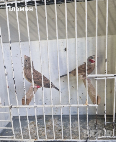 Червеногърли амадини, снимка 2 - Амадини - 51905330