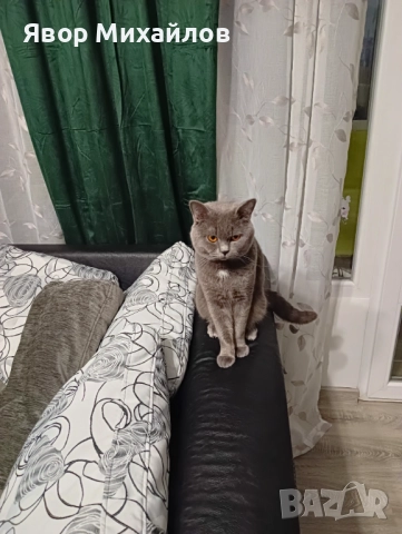 Късокосместа британка , снимка 3 - Британска късокосместа - 52327095