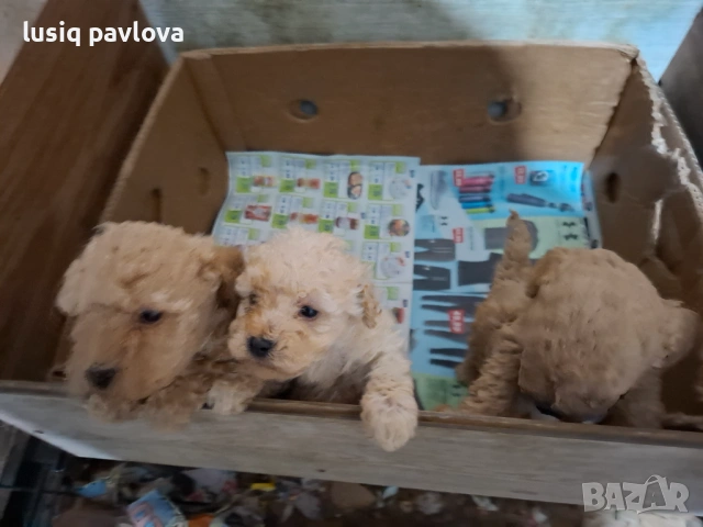 Пудел той, снимка 2 - Пудели - 53214749