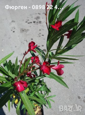 Олеандър, снимка 8 - Градински цветя и растения - 27548308