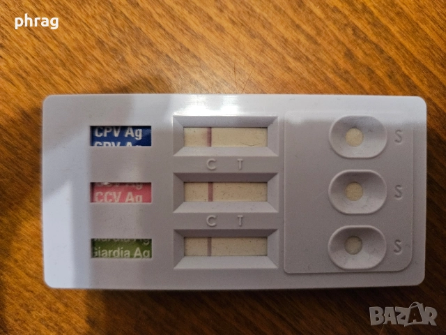 Белгийска овчарка Малиноа - женска, снимка 10 - Белгийска овчарка - 51116434
