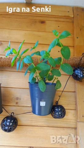 Апартамент Радост Варна, снимка 12 - Квартири, нощувки - 50650089